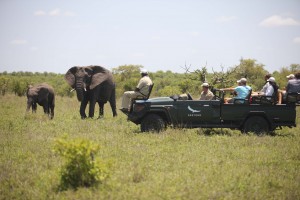 safari Ngala