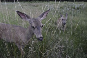 Oh Deer! Photo: Ali Donaldson