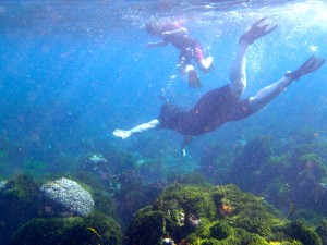 lord howe island snorkelling