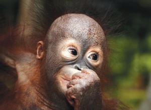 borneo_baby-orangutan-1600x1600