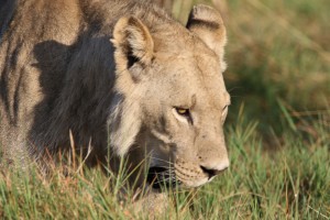 Safari with kids