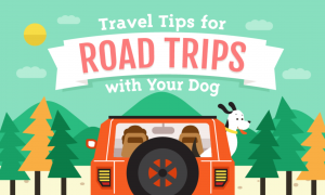 Road trips with your dog